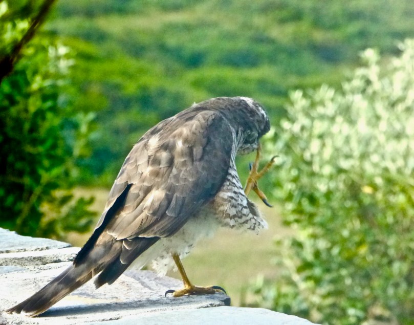 Spiro Having a Scratch