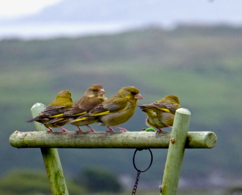 Yellow finches
