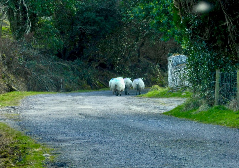 Sheep flock on road