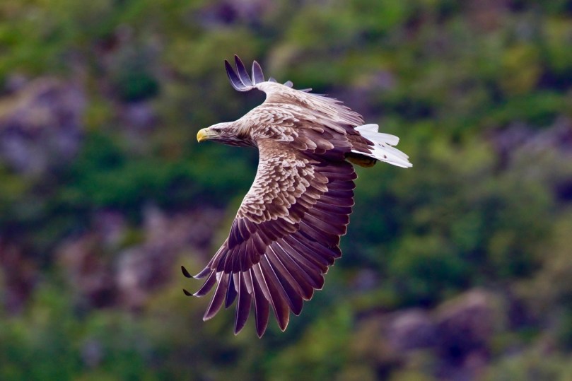 White-tailed sea eagle