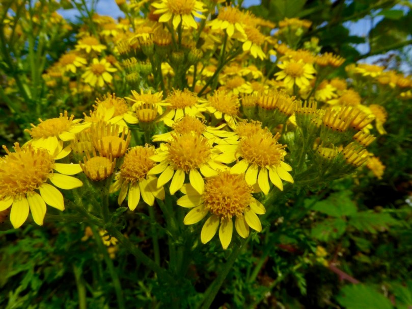 Water Ragwort Ragwort | Roaringwater Journal