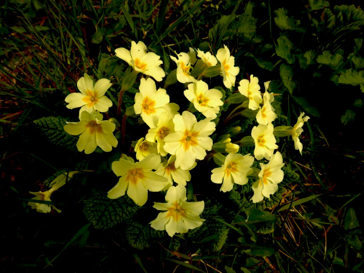 Primrose | Roaringwater Journal