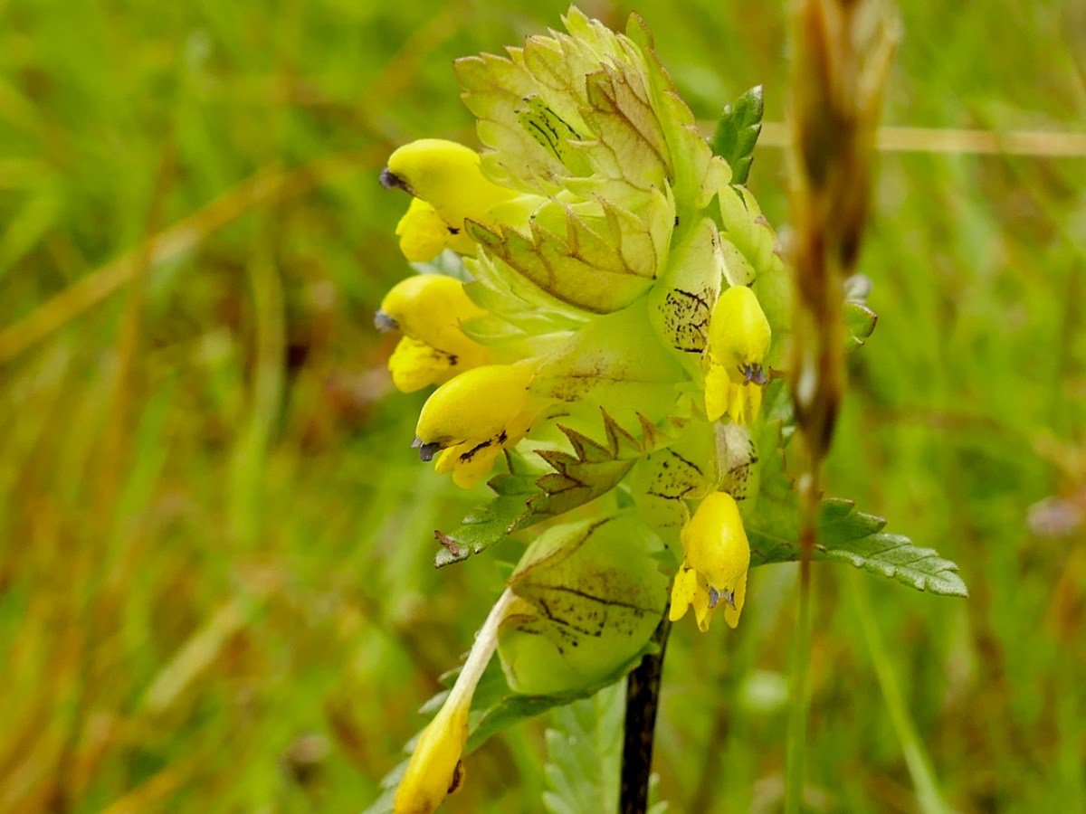 Emerging Yellow Rattle Yellow Rattle | Roaringwater Journal