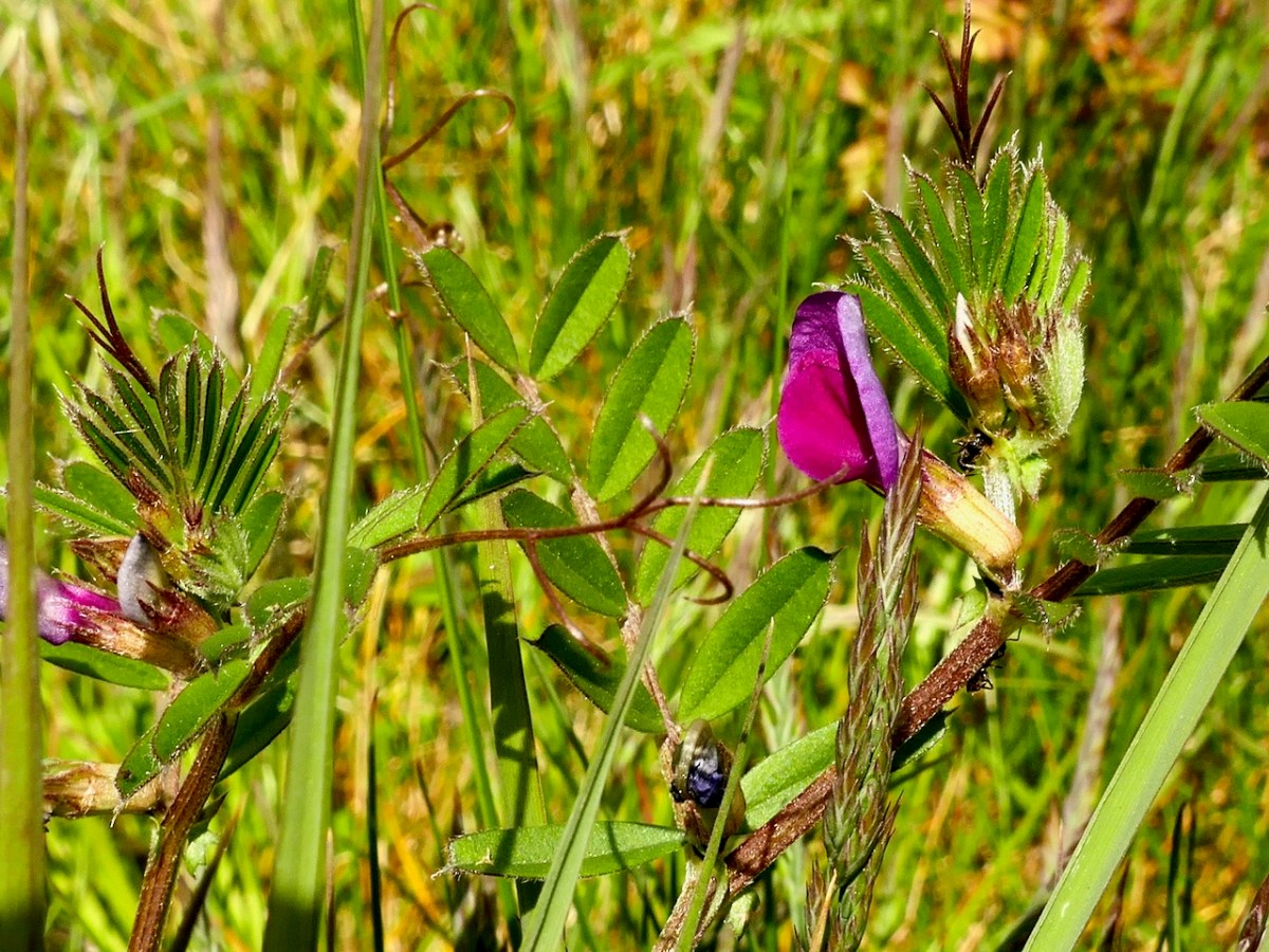 Common Vetch | Roaringwater Journal