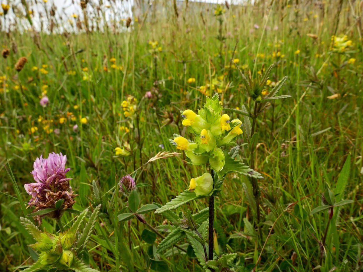 One Acre – Three Years On | Roaringwater Journal