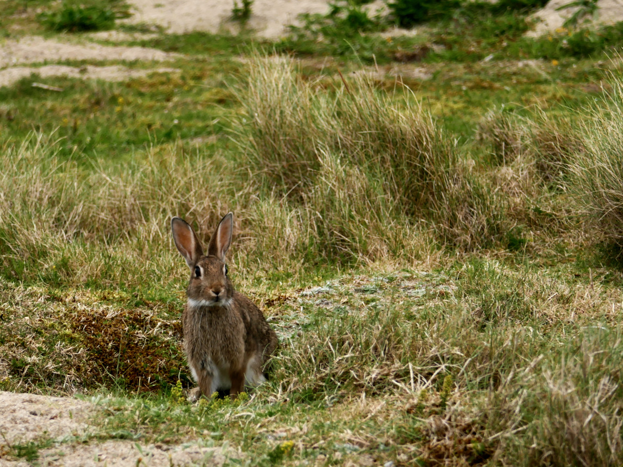 The Bunnies of Barley Cove | Roaringwater Journal