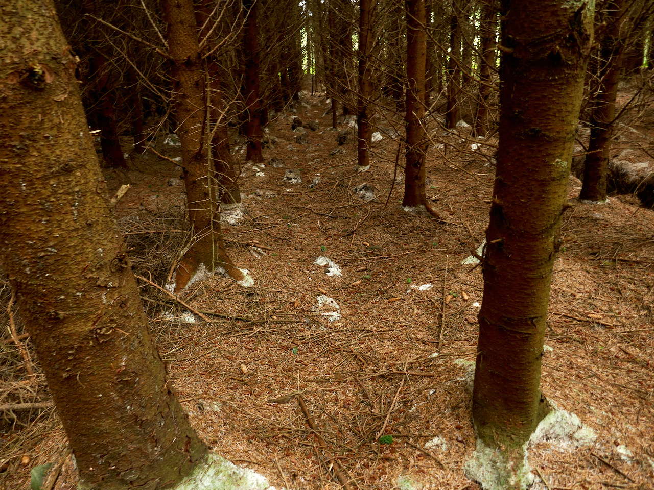 Forest Inaccessible What The Forest Was Hiding | Roaringwater Journal