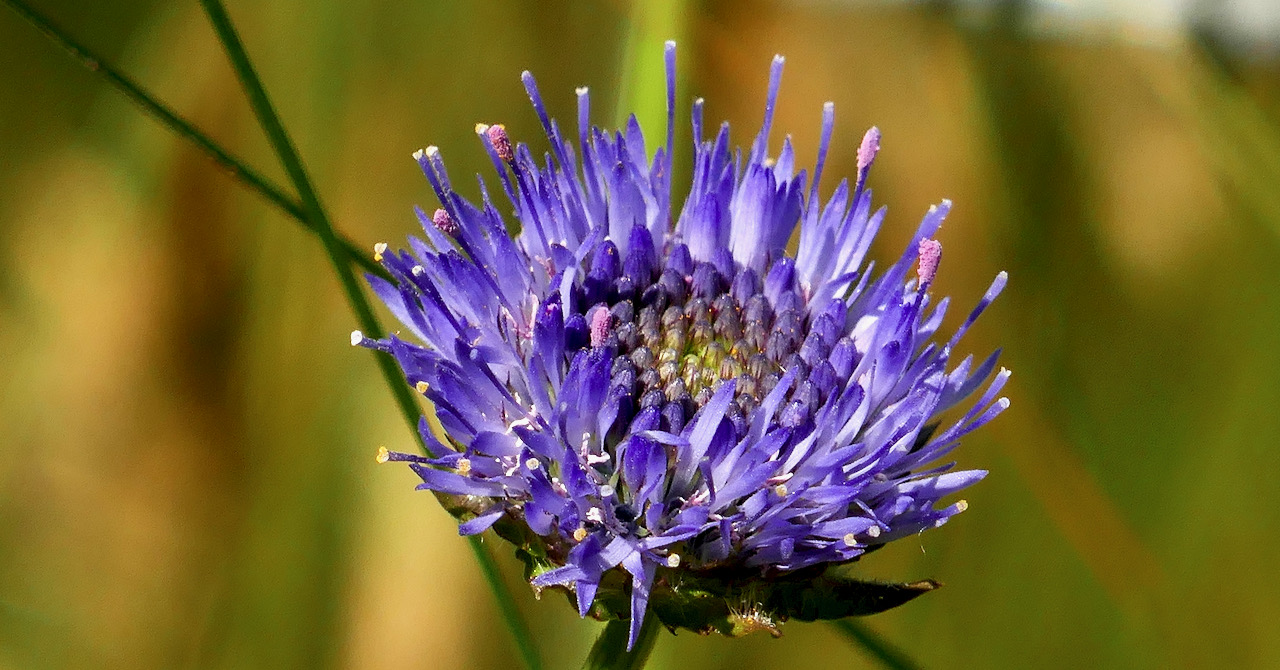 Long Island Wildflower Walk | Roaringwater Journal