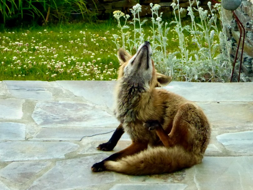 Good-Bye Fox | Roaringwater Journal